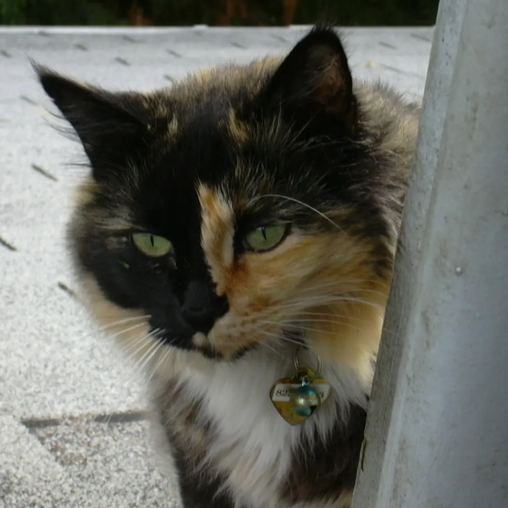 tantishiney.bsky.social's profile picture