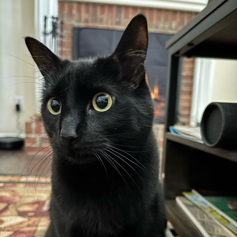 catmomsue.bsky.social's profile picture