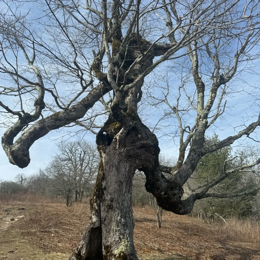 agingwitch.bsky.social's profile picture