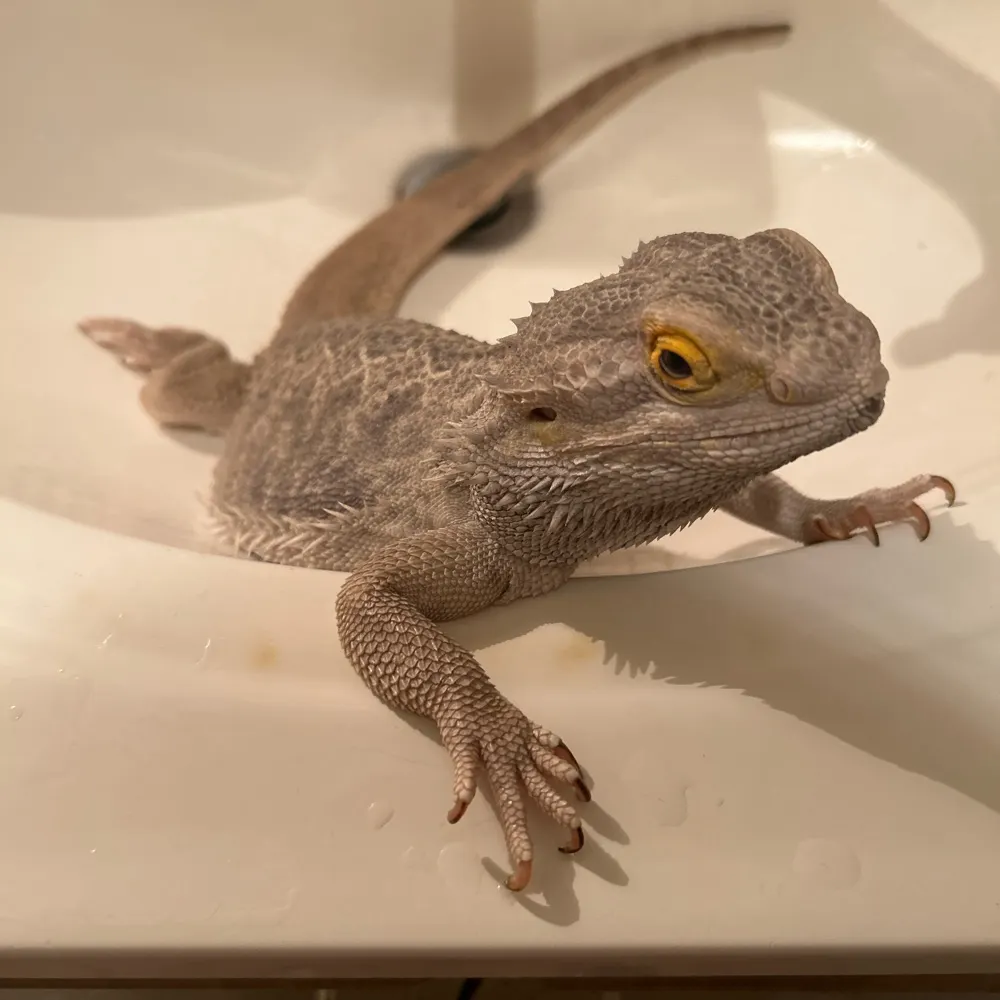 sapodabullfrog.bsky.social's profile picture