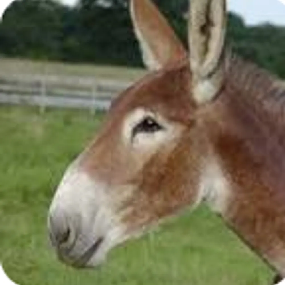 missourimule1953.bsky.social's profile picture