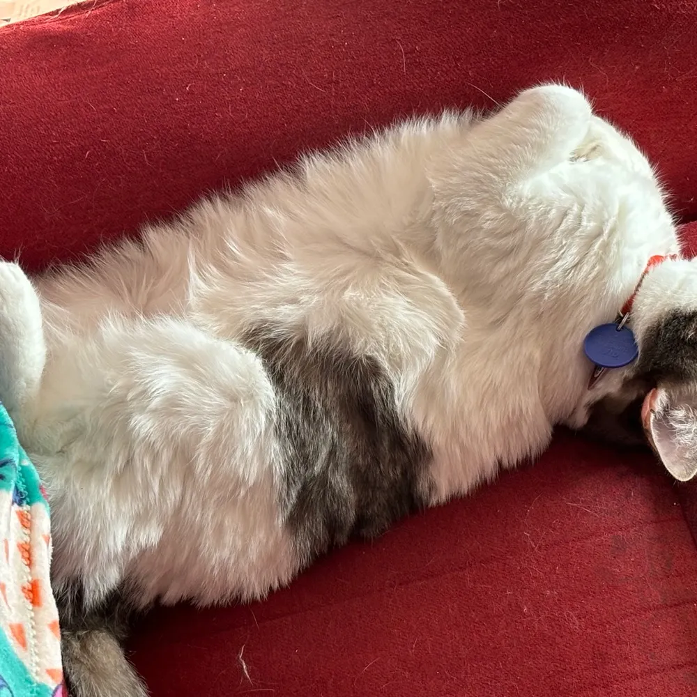 bettyfastcat1.bsky.social's profile picture