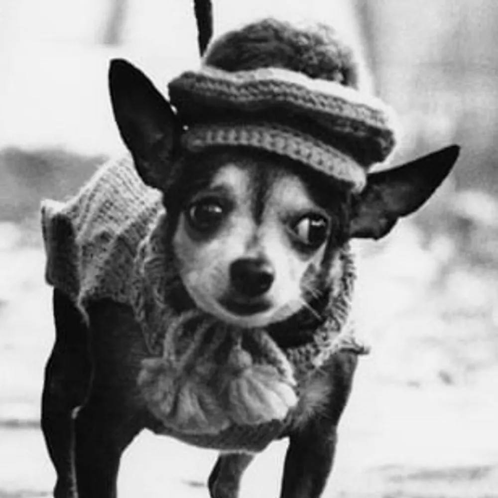 lordsmelliot.bsky.social's profile picture