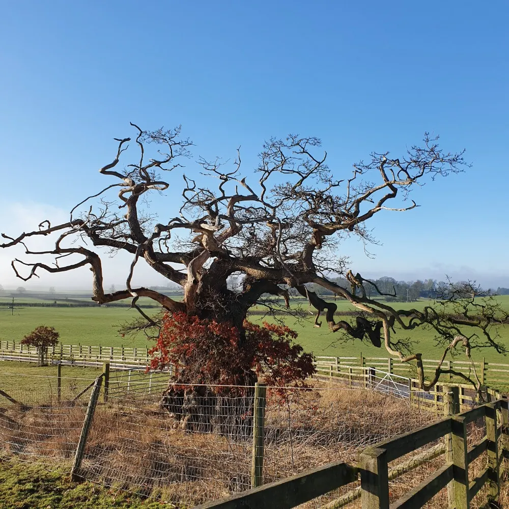 clivemitchell1.bsky.social's profile picture