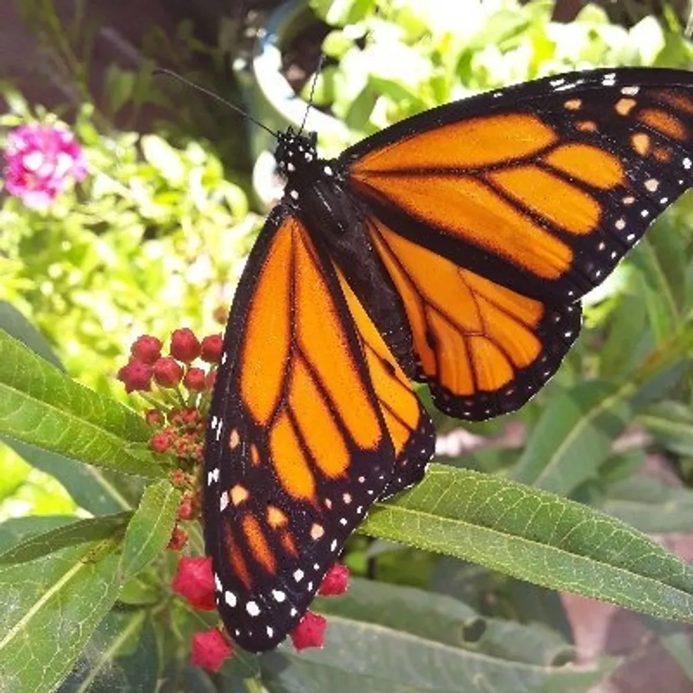 msbutterfly03.bsky.social's profile picture