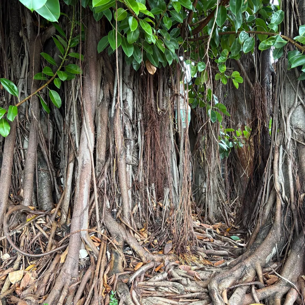 bluebotany.bsky.social's profile picture