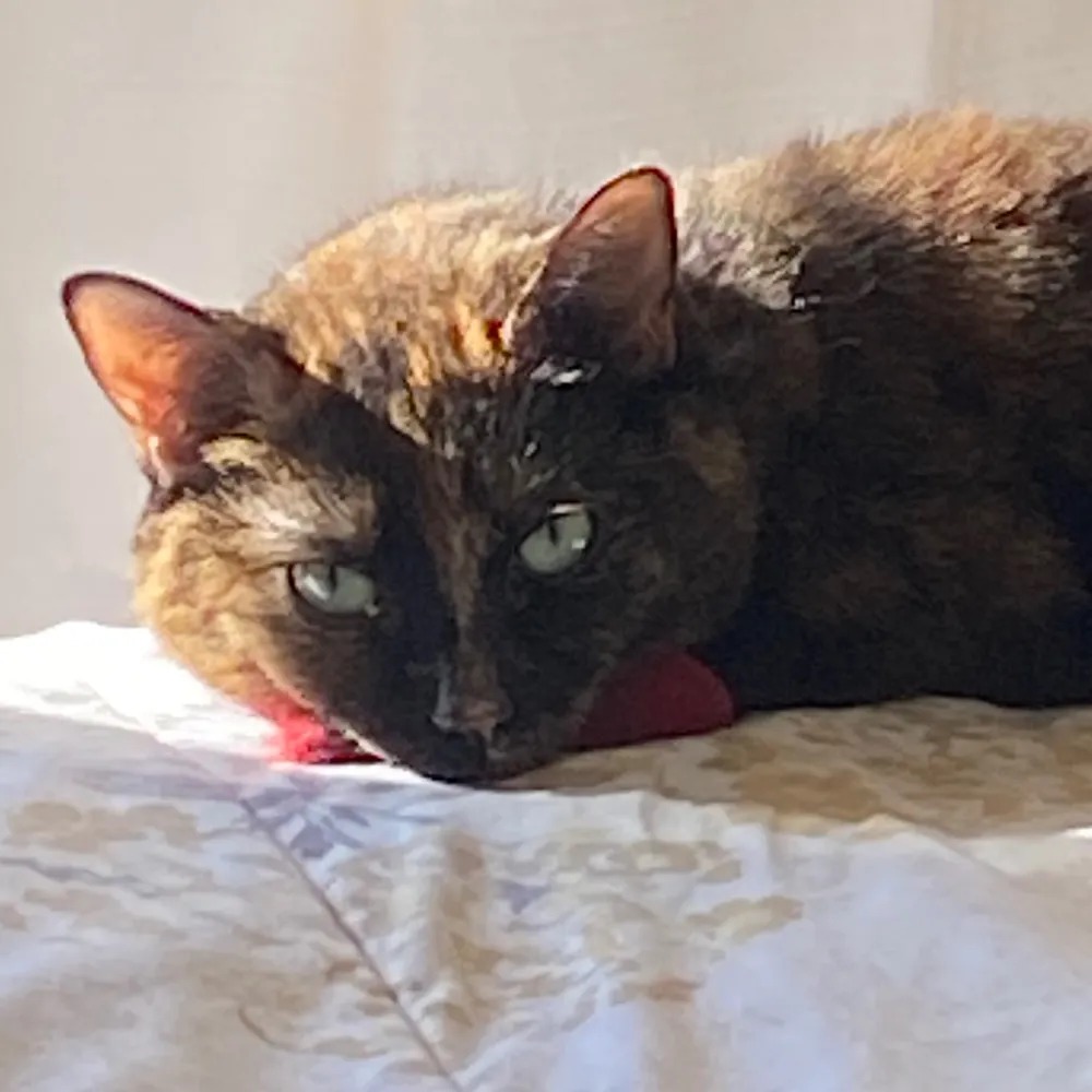 rubygirltweets.bsky.social's profile picture