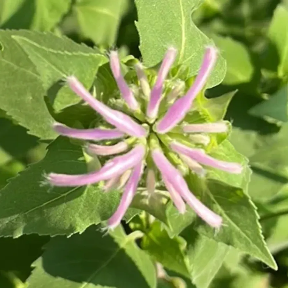 slobot.bsky.social's profile picture