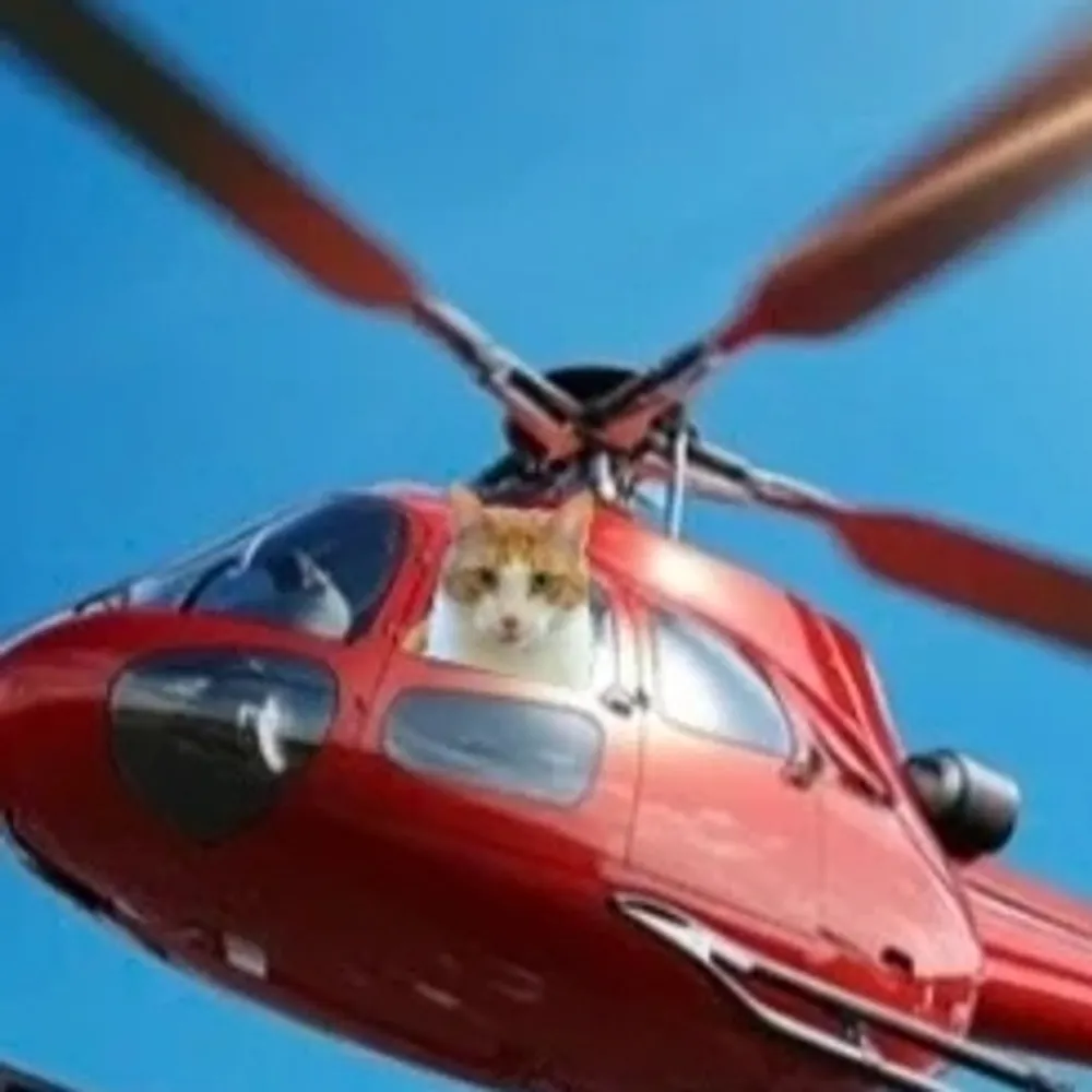 elithefat.bsky.social's profile picture