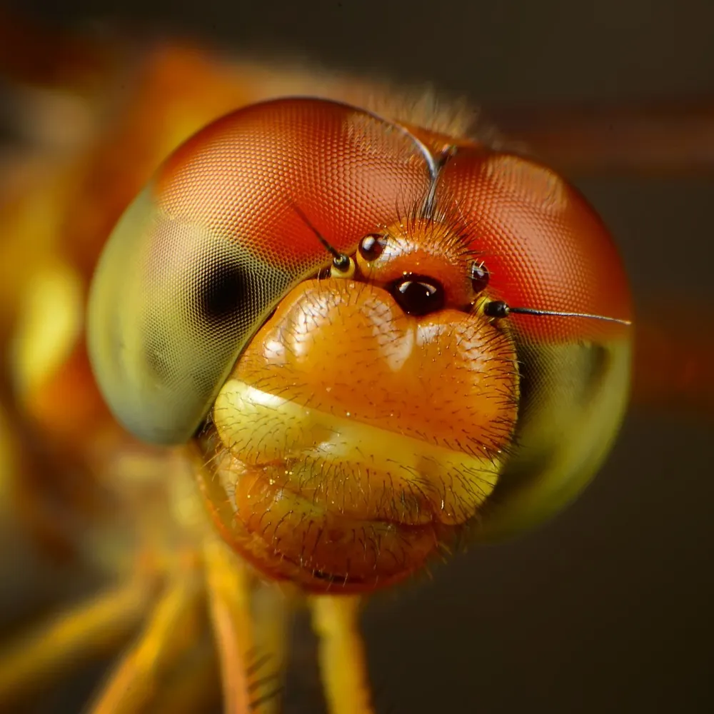 tuzueca.bsky.social's profile picture