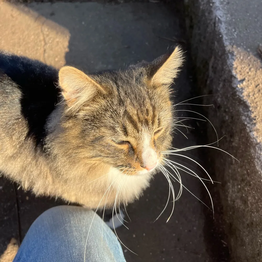 vctryguru.bsky.social's profile picture