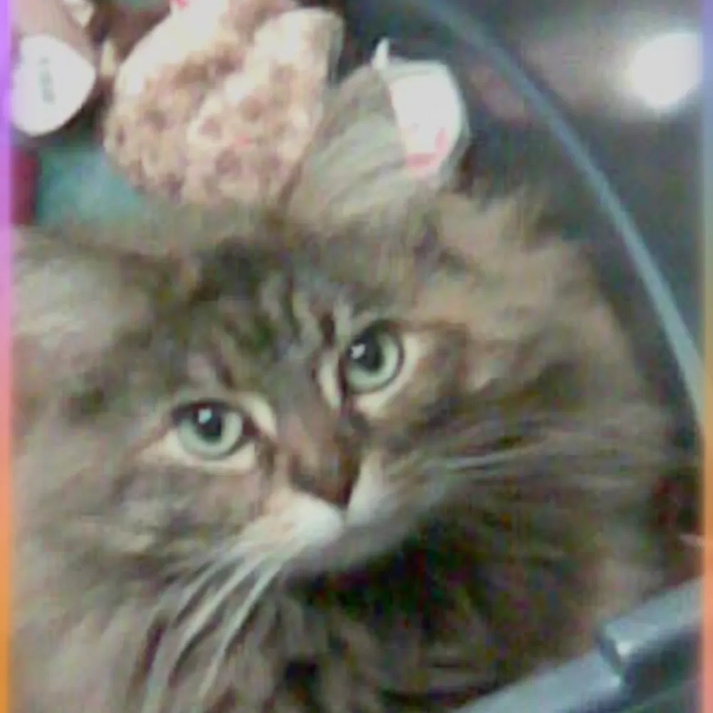 stephaniebumpus.bsky.social's profile picture