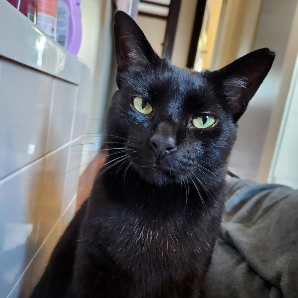 kiwiguy1.bsky.social's profile picture