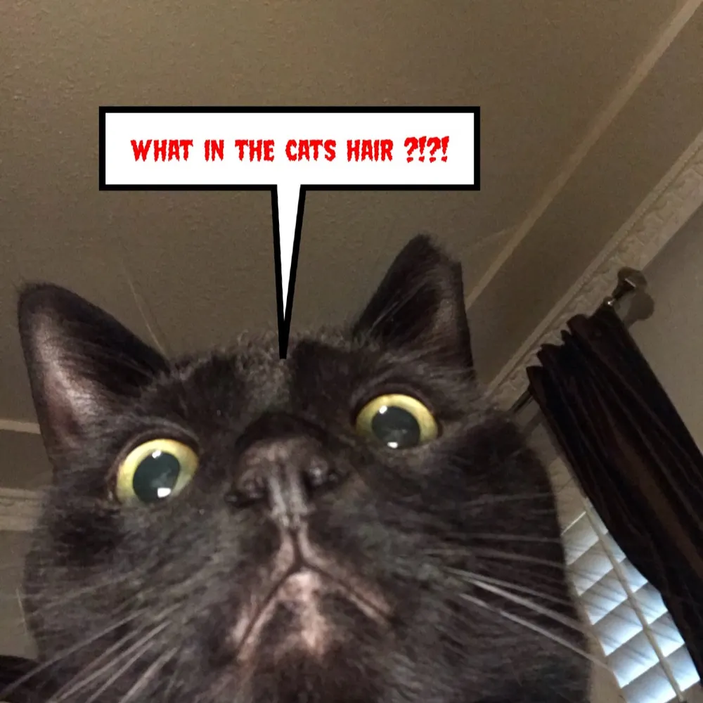 whatinna-catshair.bsky.social's profile picture