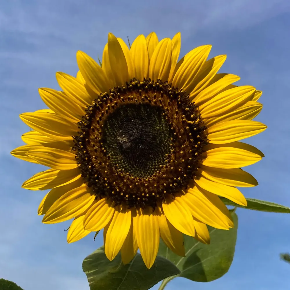 kellyhoffman.bsky.social's profile picture