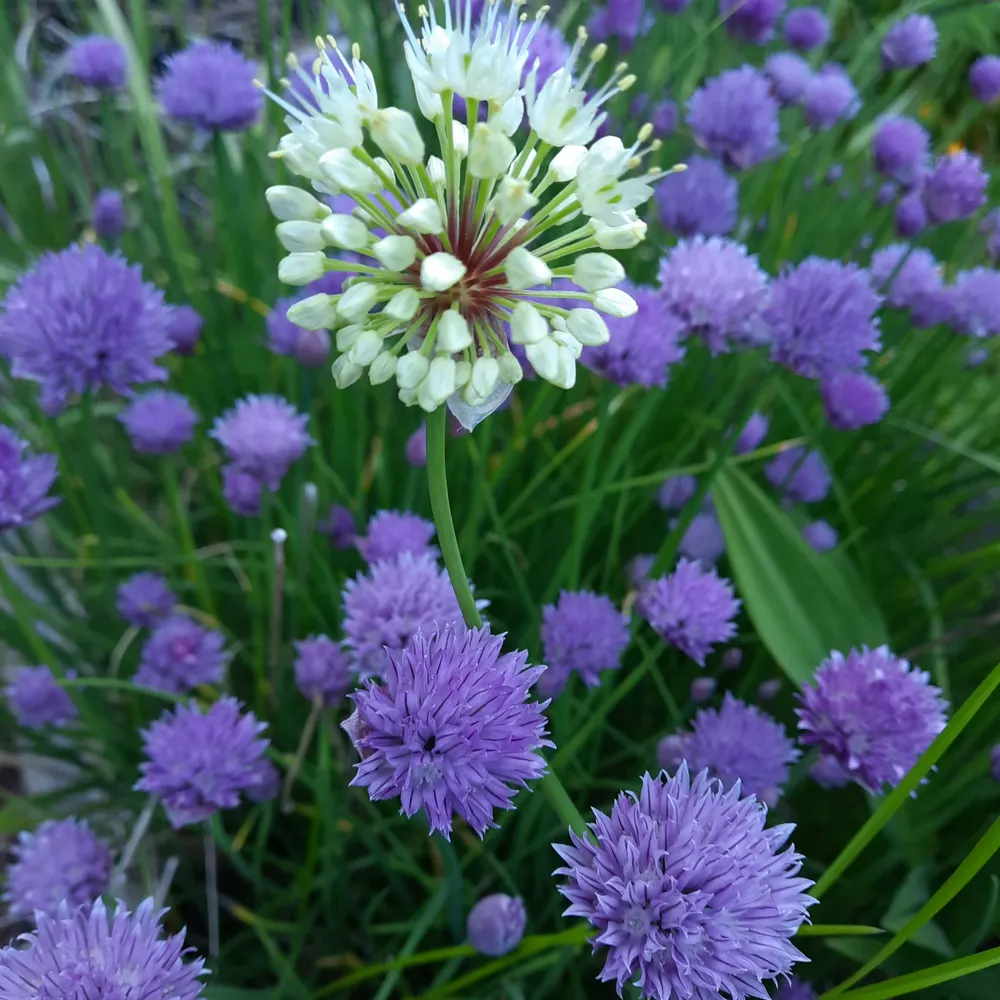 anitah2.bsky.social's profile picture