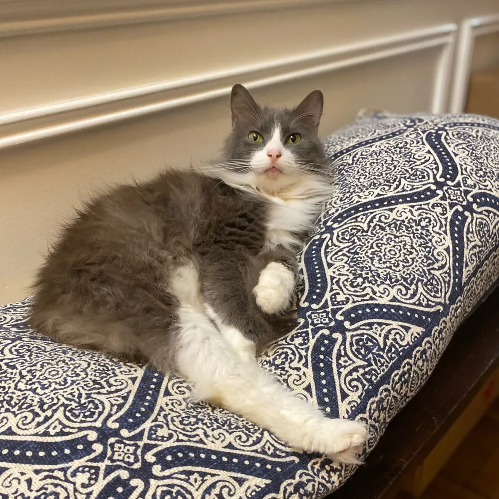 losgatossinmas.bsky.social's profile picture