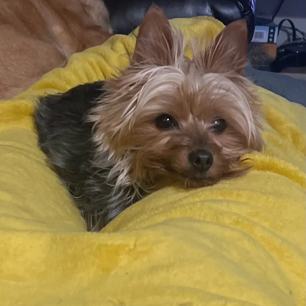 targhair.bsky.social's profile picture