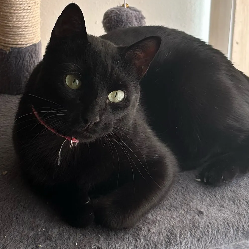 glonzomourning.bsky.social's profile picture