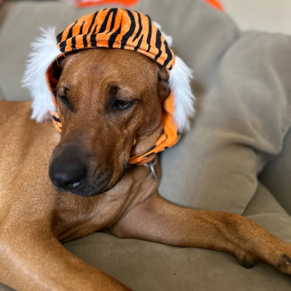 chamber87.bsky.social's profile picture