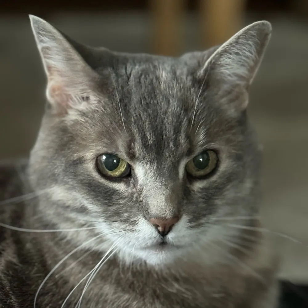 leslie-anne.bsky.social's profile picture