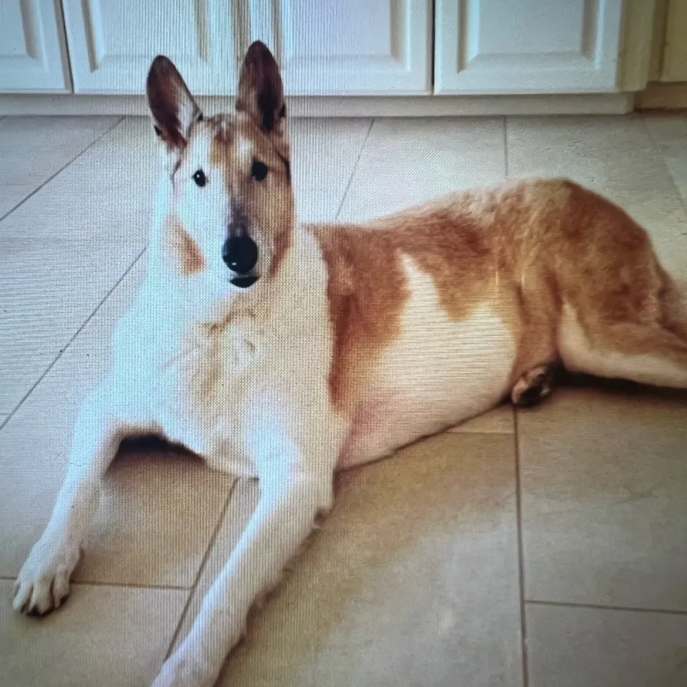 soni7013.bsky.social's profile picture