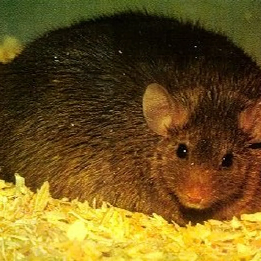 fatmousempls.bsky.social's profile picture