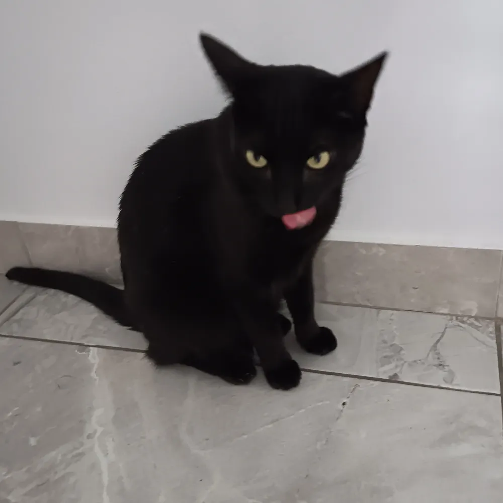 dulcetatin.bsky.social's profile picture