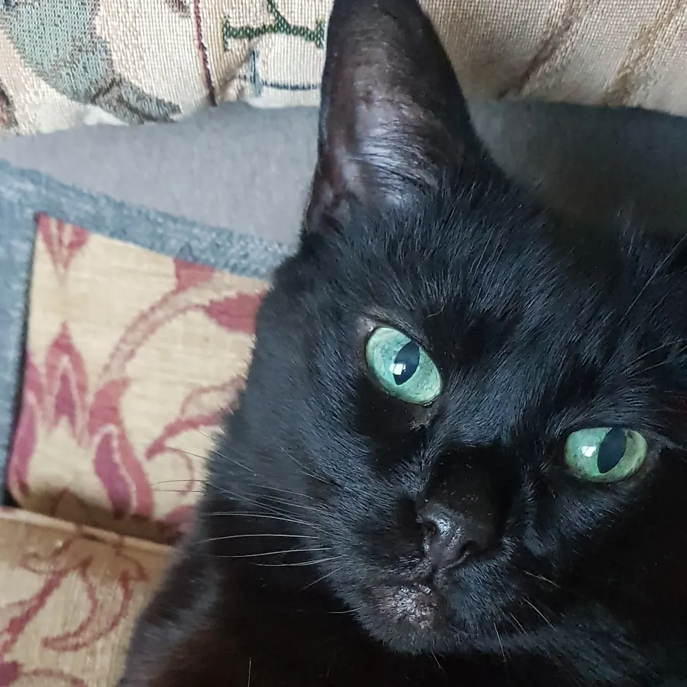 gummitch.bsky.social's profile picture