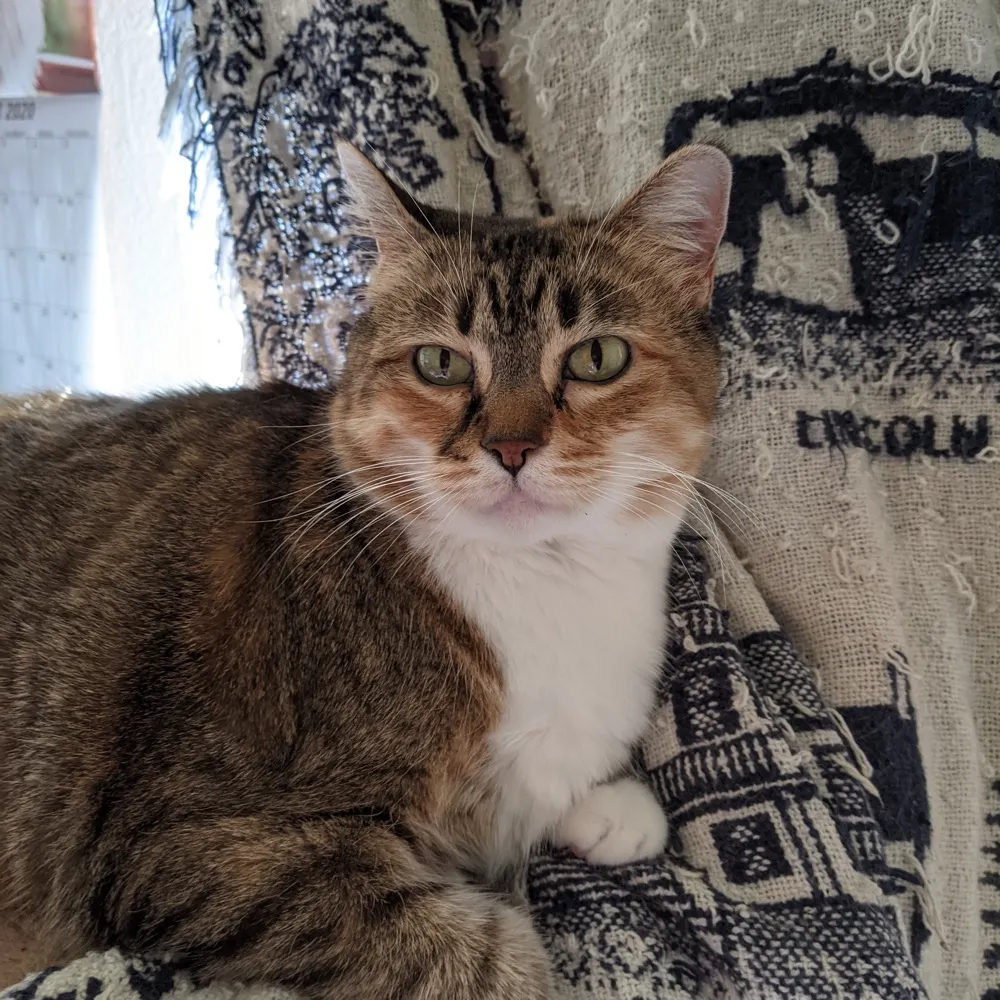 catcmdr1.bsky.social's profile picture