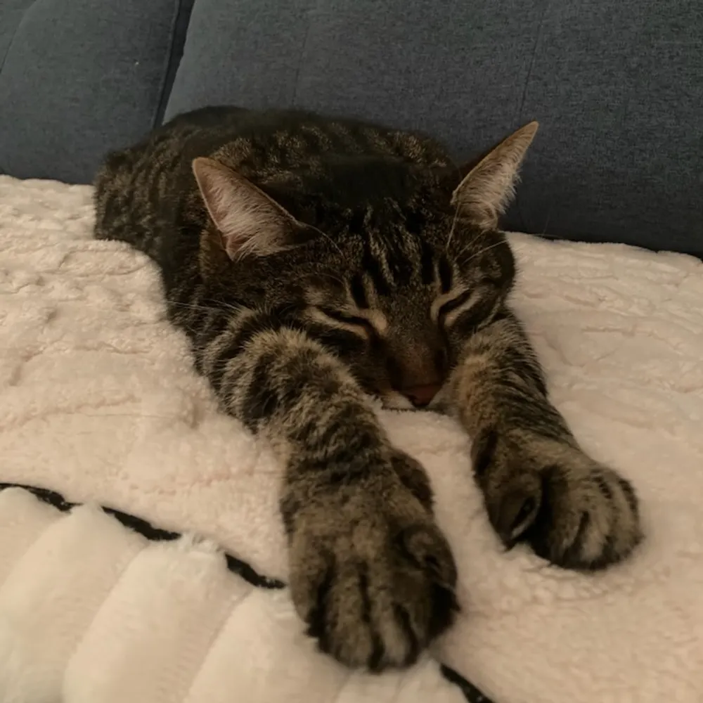 ziggy66.bsky.social's profile picture