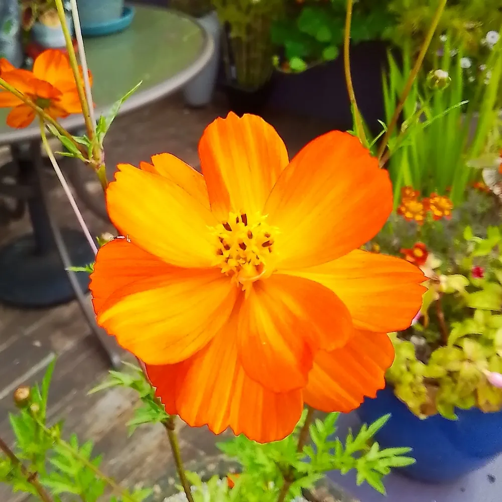 nettekin.bsky.social's profile picture