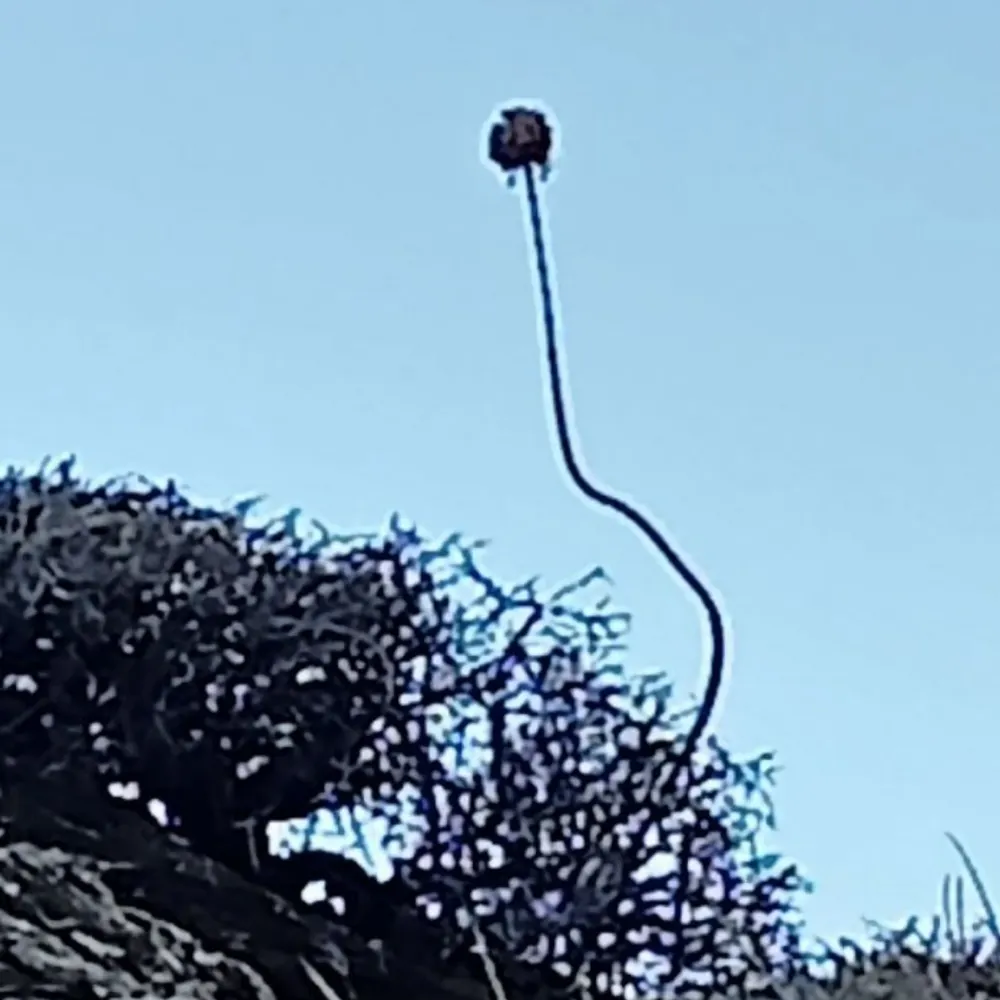 timbuctu.eurosky.social's profile picture