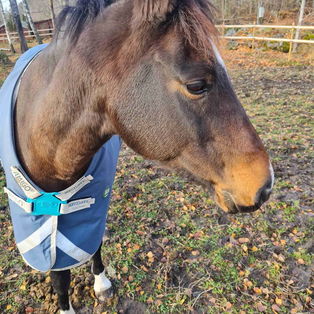 klastommy.bsky.social's profile picture