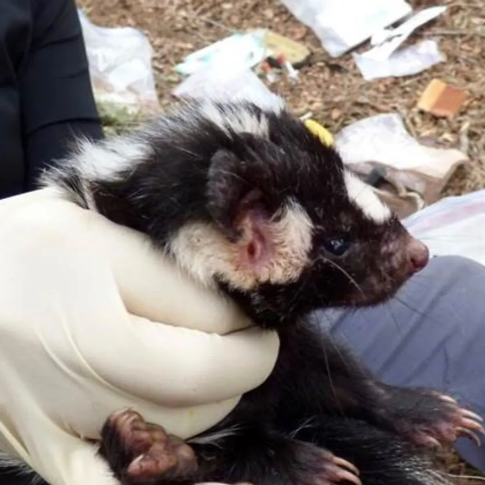 skunk-paws.bsky.social's profile picture