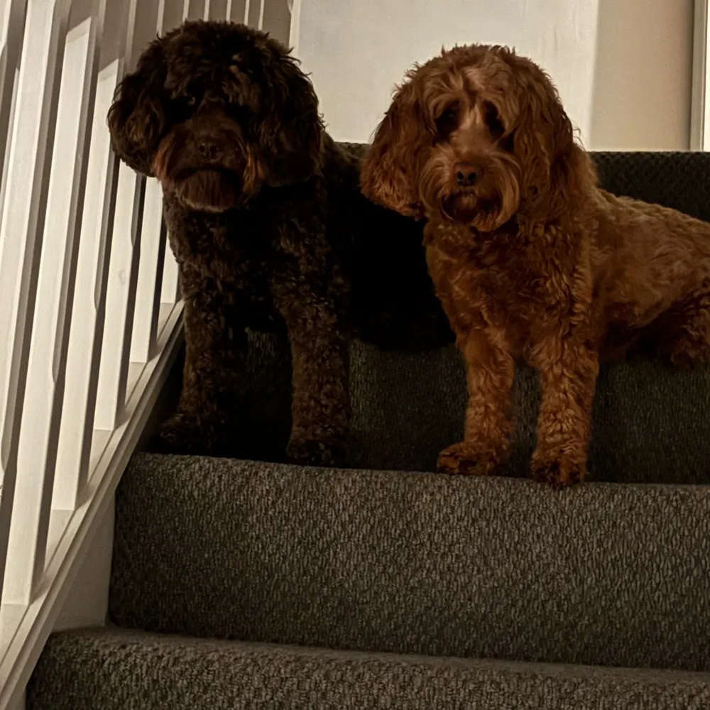 carpettus.bsky.social's profile picture