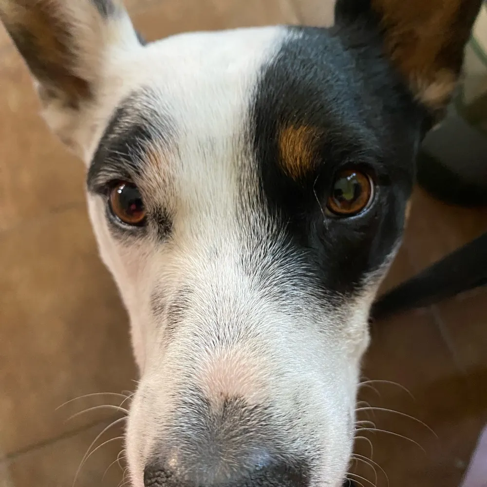 katvet62.bsky.social's profile picture