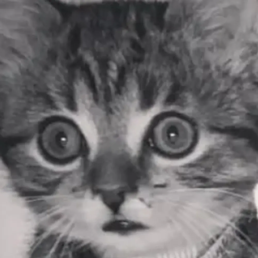 sheogorath.bsky.social's profile picture