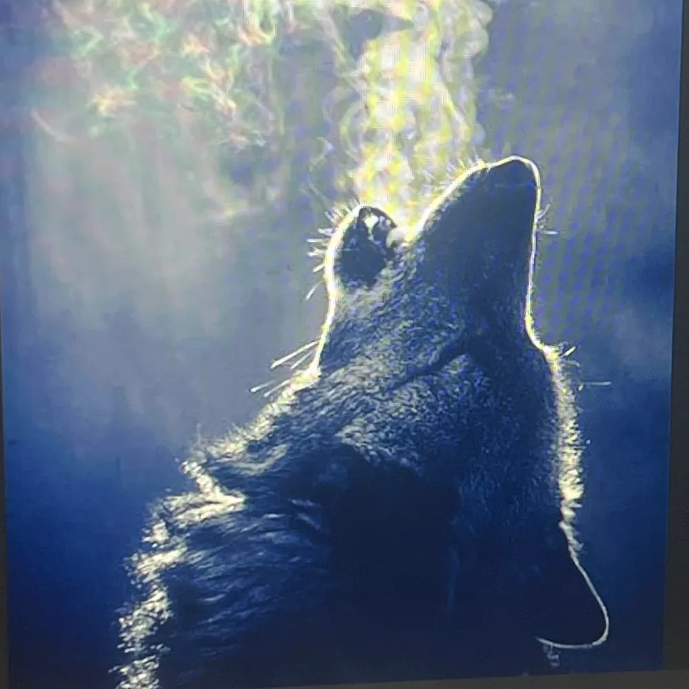 timberwolf07-62.bsky.social's profile picture