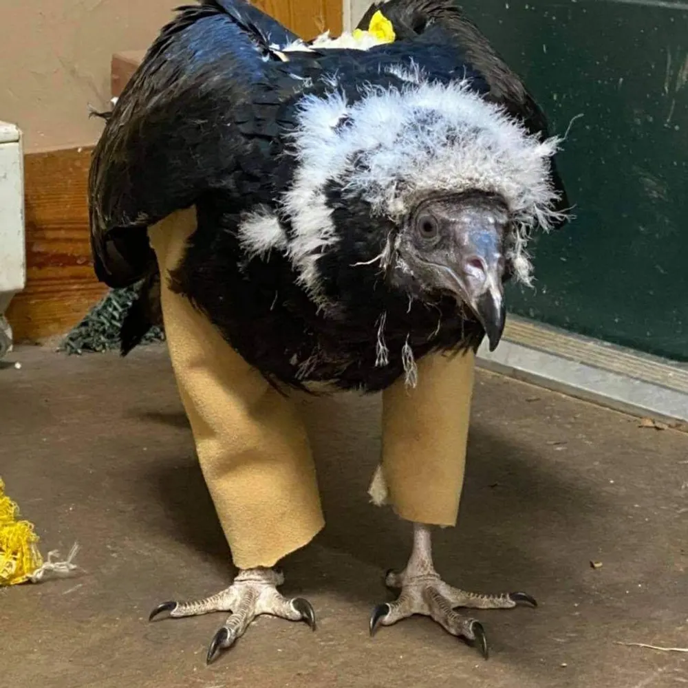 notekrot.bsky.social's profile picture