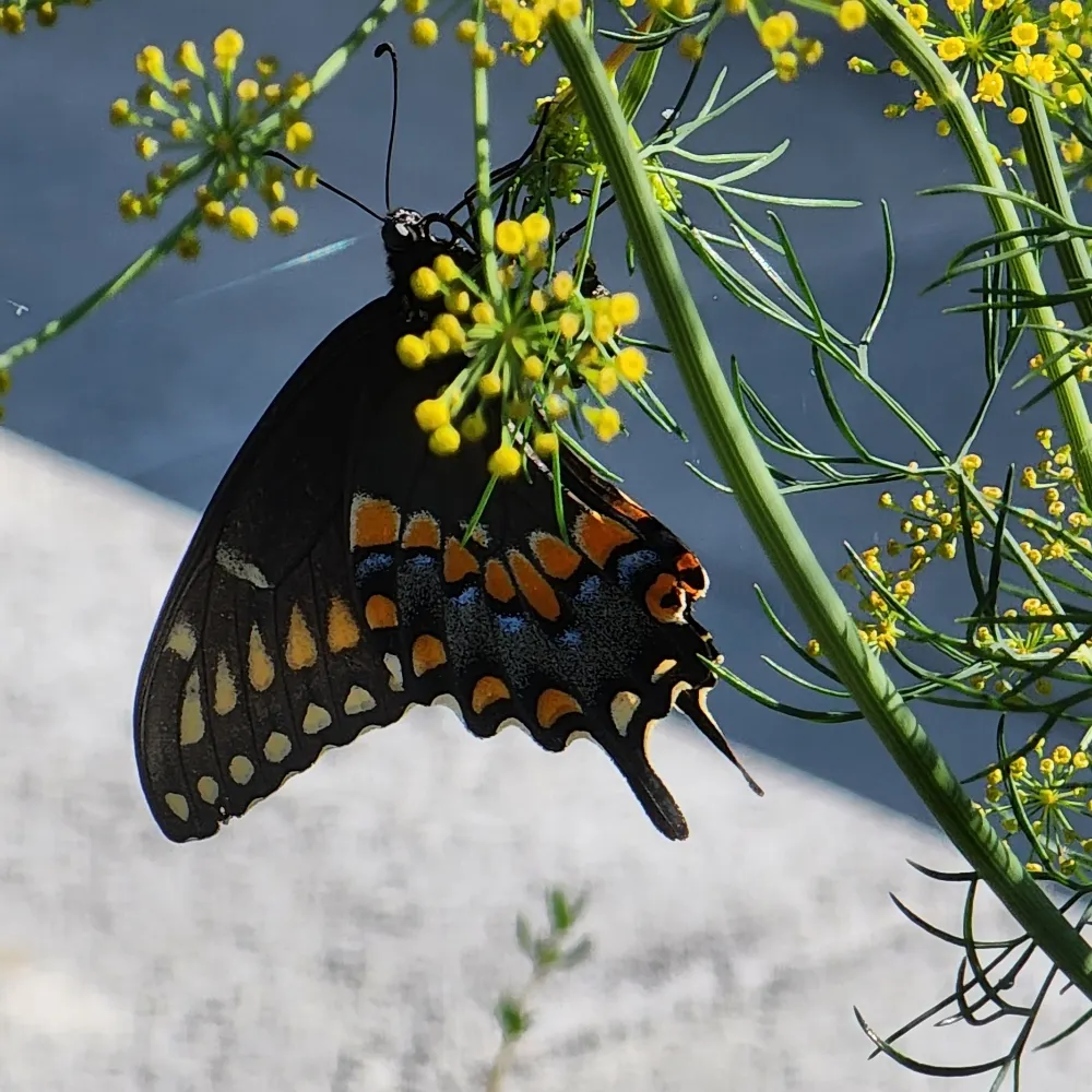 ariabehbuh.bsky.social's profile picture