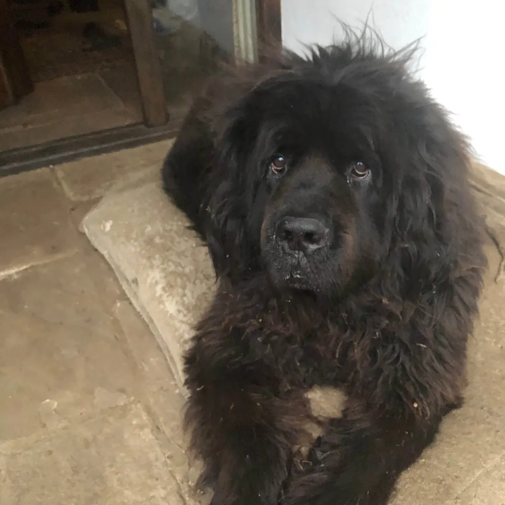 joseph-yossarian.bsky.social's profile picture