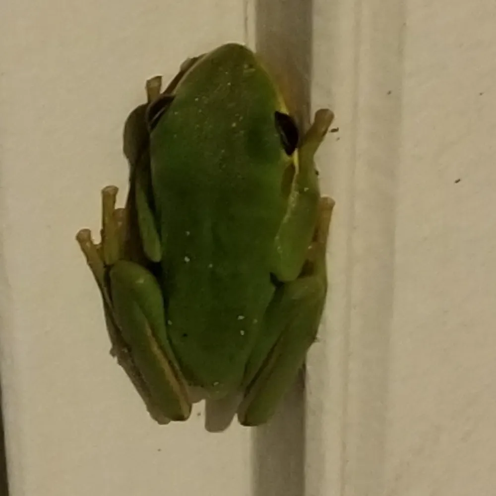 vaalgamon.bsky.social's profile picture