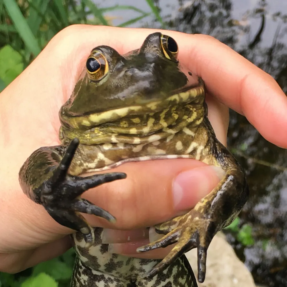 nellonearth.bsky.social's profile picture