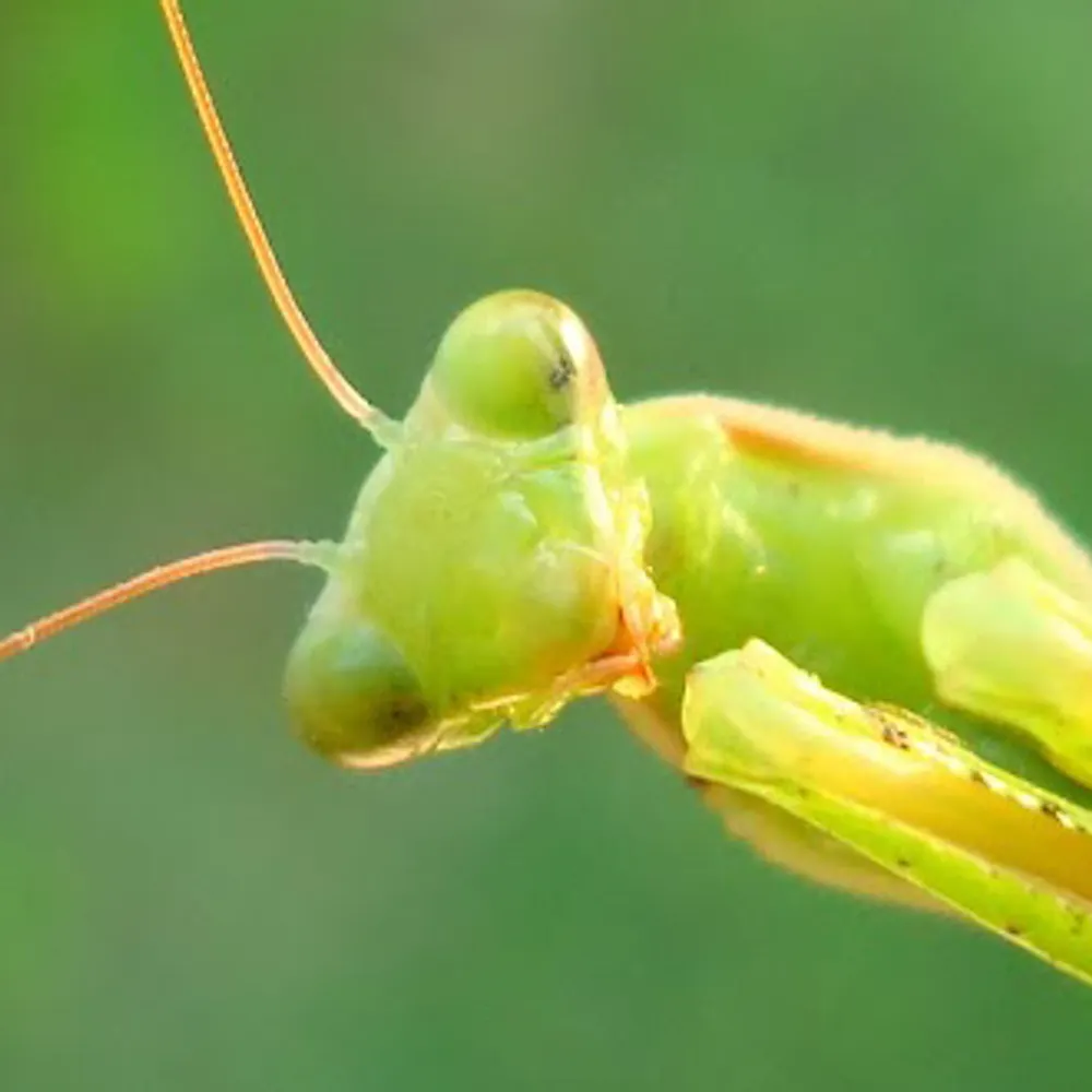 deesnay.bsky.social's profile picture