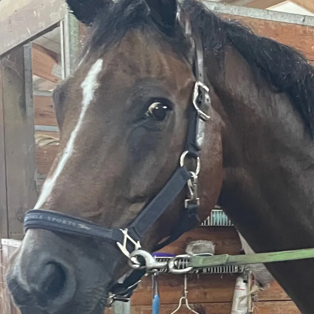 ladychiron.bsky.social's profile picture