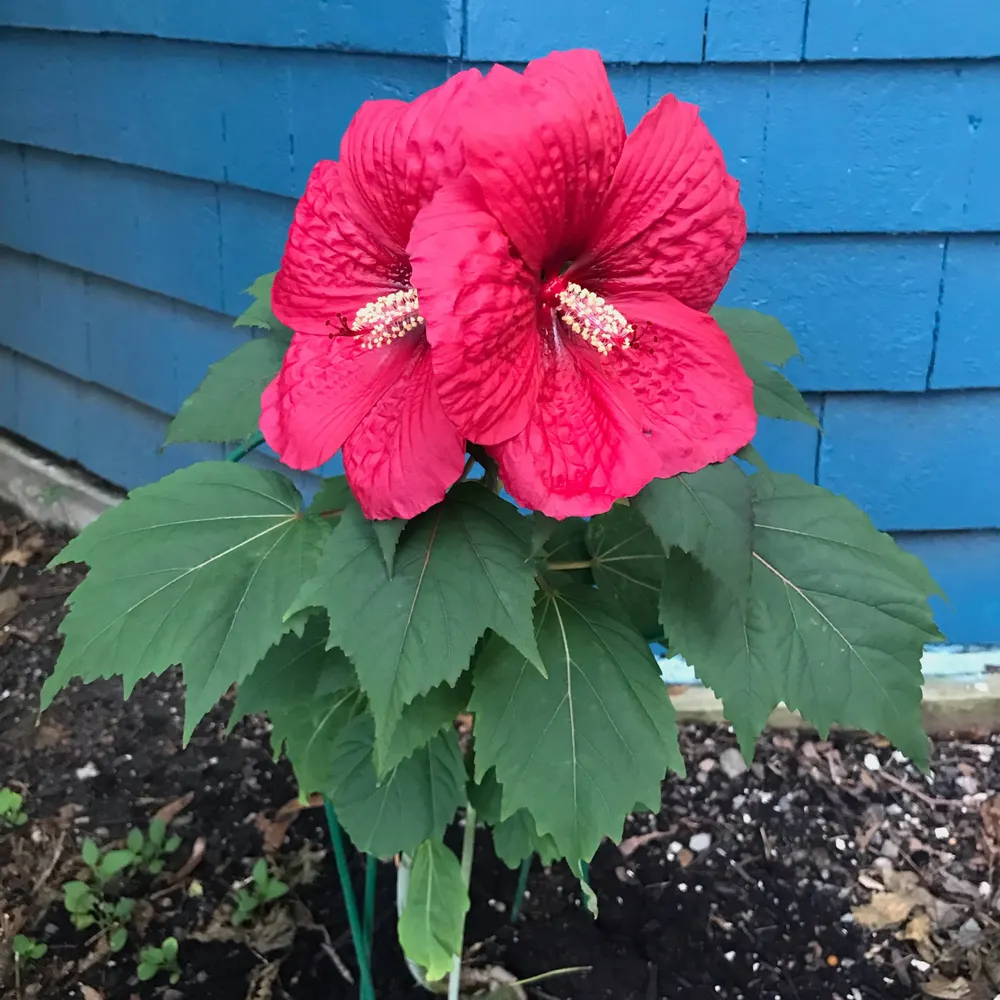 clanghoff.bsky.social's profile picture