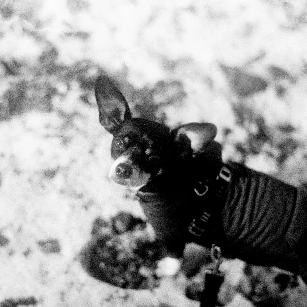 mangomania.bsky.social's profile picture