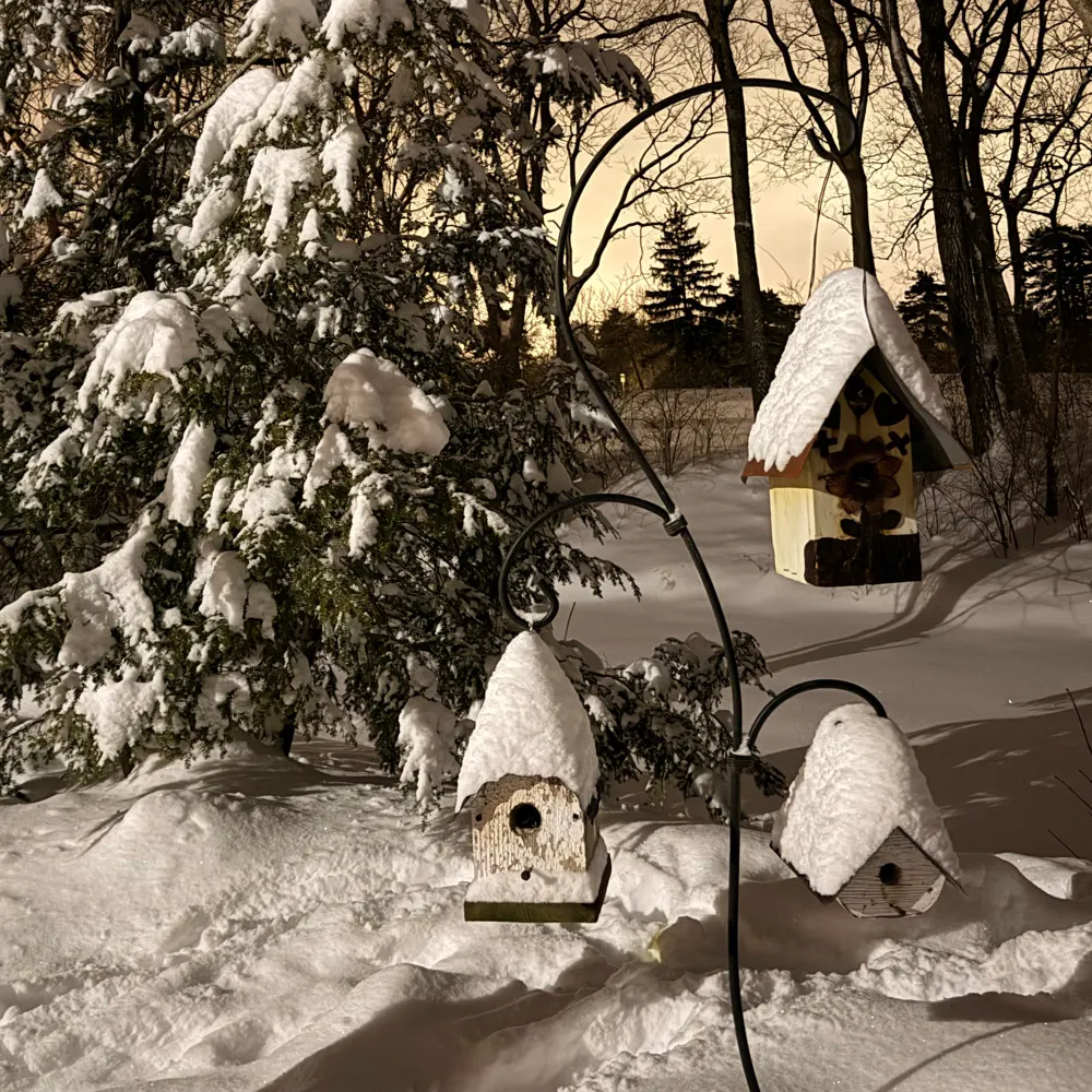 salud-cheers.bsky.social's profile picture