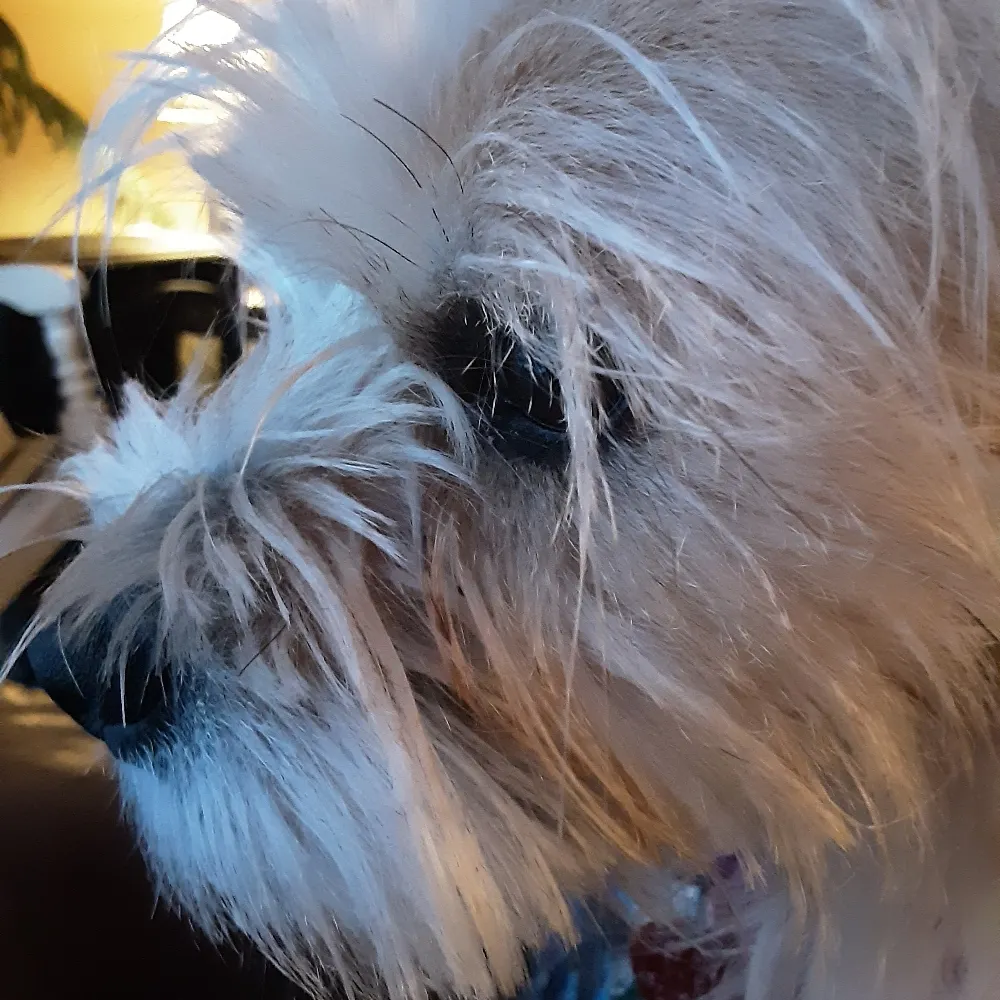 rog2dawgs.bsky.social's profile picture